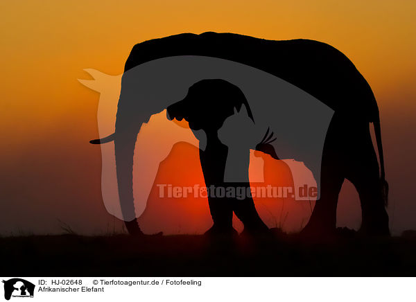 Afrikanischer Elefant / African Elephant / HJ-02648