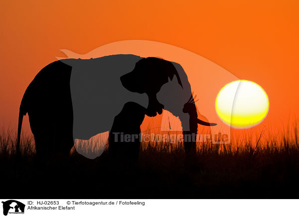 Afrikanischer Elefant / African Elephant / HJ-02653
