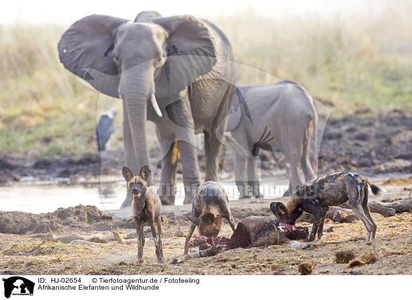 Afrikanische Elefanten und Wildhunde / HJ-02654
