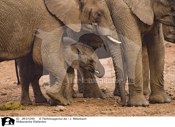 Afrikanische Elefanten / African elephants / JR-01049