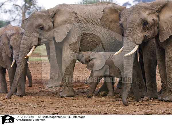 Afrikanische Elefanten / African elephants / JR-01050
