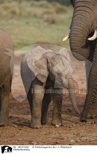 Elefantenbaby / African elephant baby / JR-01052