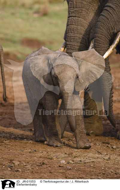 Elefantenbaby / African elephant baby / JR-01053