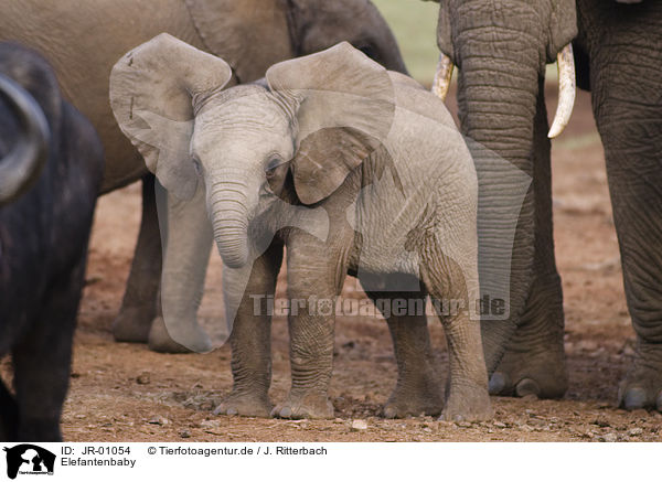 Elefantenbaby / African elephant baby / JR-01054