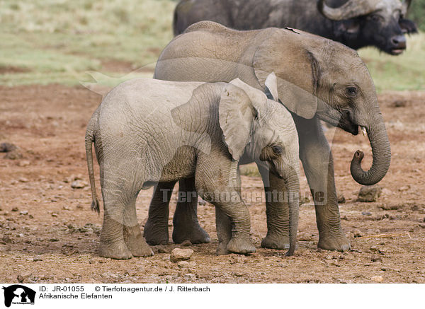 Afrikanische Elefanten / African elephants / JR-01055
