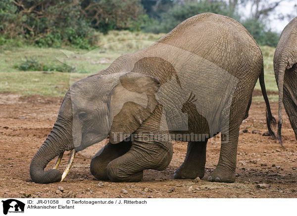 Afrikanischer Elefant / JR-01058