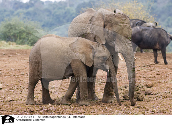 Afrikanische Elefanten / African elephants / JR-01061