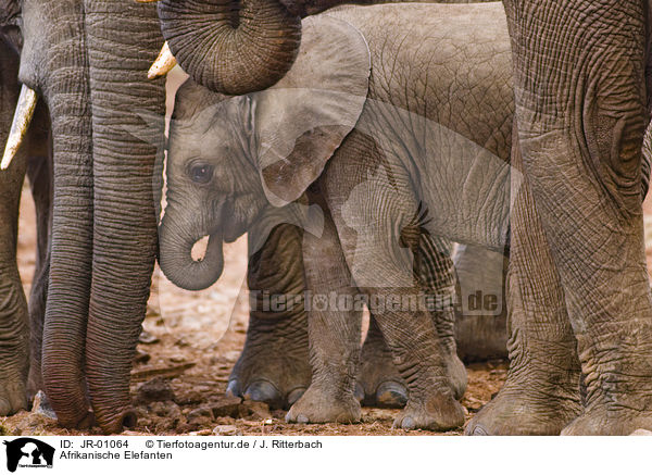 Afrikanische Elefanten / African elephants / JR-01064