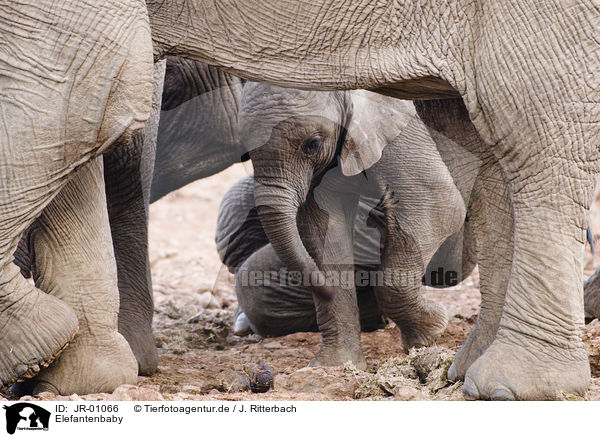 Elefantenbaby / African elephant baby / JR-01066