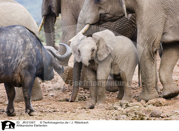 Afrikanische Elefanten / JR-01067