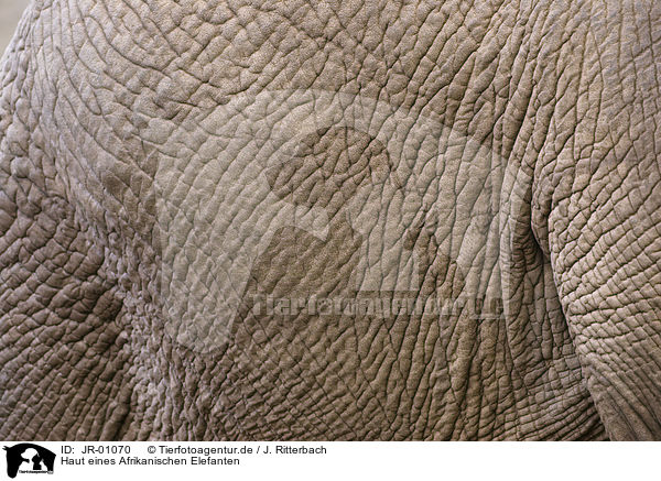 Haut eines Afrikanischen Elefanten / African elephant skin / JR-01070