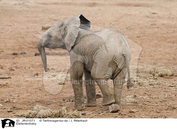 Elefantenbaby / African elephant baby / JR-01071