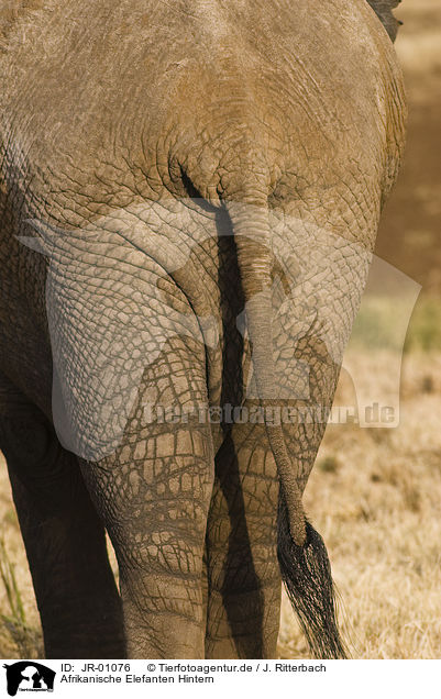 Afrikanische Elefanten Hintern / African elephant bum / JR-01076