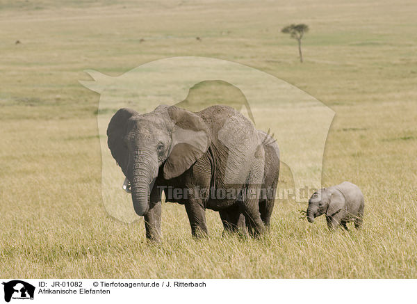 Afrikanische Elefanten / African elephants / JR-01082