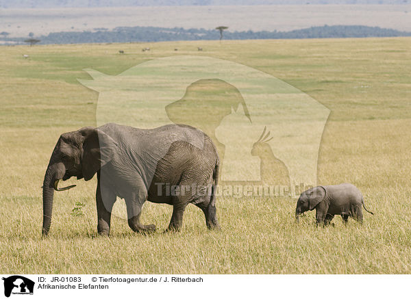 Afrikanische Elefanten / African elephants / JR-01083