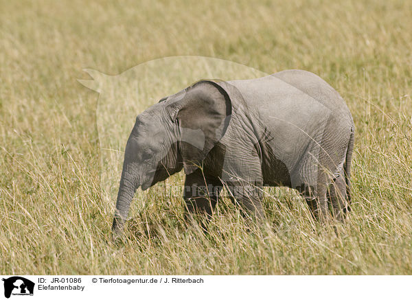 Elefantenbaby / African elephant baby / JR-01086