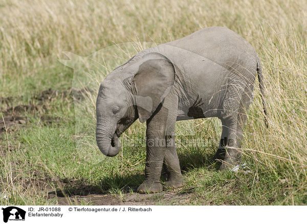 Elefantenbaby / African elephant baby / JR-01088