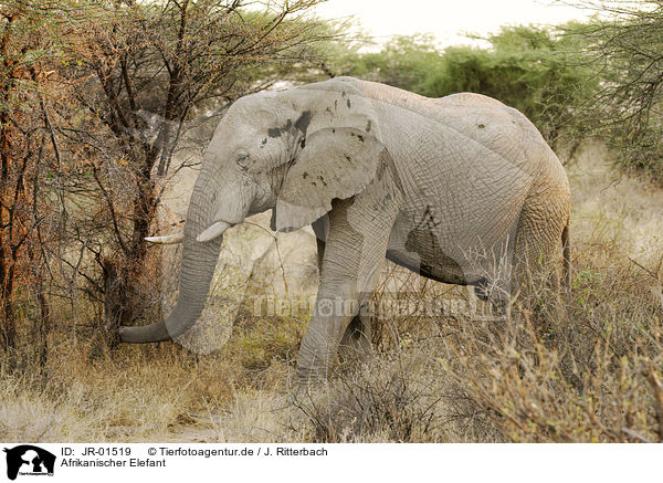 Afrikanischer Elefant / african elephant / JR-01519