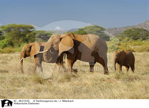 Afrikanische Elefanten / JR-01535