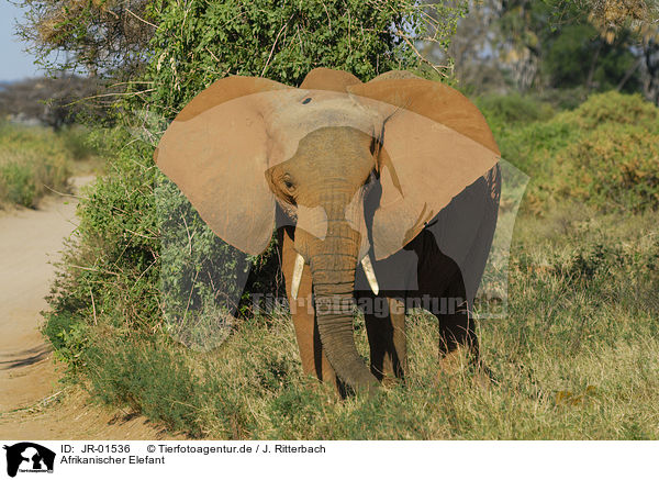 Afrikanischer Elefant / african elephant / JR-01536