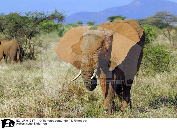 Afrikanische Elefanten / african elephants / JR-01537