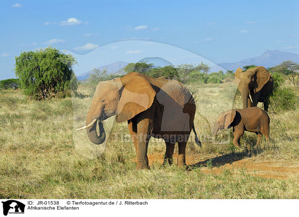 Afrikanische Elefanten / JR-01538