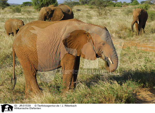 Afrikanische Elefanten / JR-01539