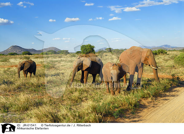 Afrikanische Elefanten / JR-01541