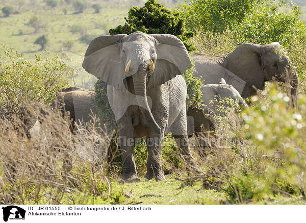 Afrikanische Elefanten / african elephants / JR-01550