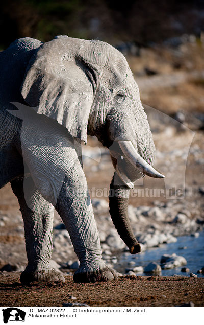 Afrikanischer Elefant / MAZ-02822
