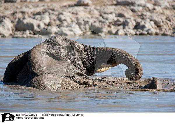 Afrikanischer Elefant / elephant / MAZ-02826