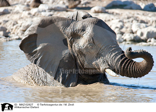 Afrikanischer Elefant / MAZ-02827