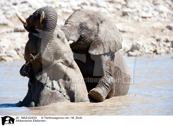 Afrikanische Elefanten / elephants / MAZ-02830