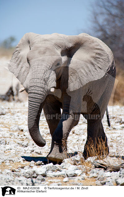 Afrikanischer Elefant / elephant / MAZ-02838