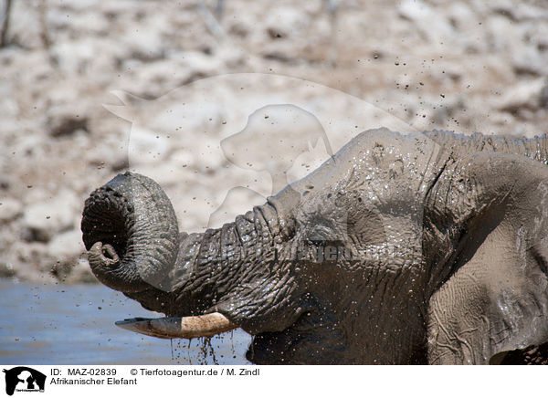 Afrikanischer Elefant / elephant / MAZ-02839
