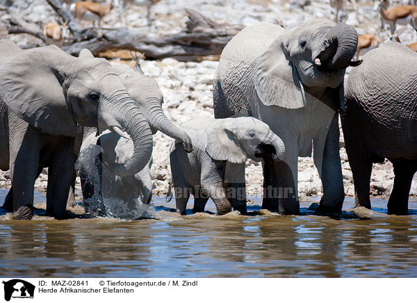Herde Afrikanischer Elefanten / herd of elephants / MAZ-02841