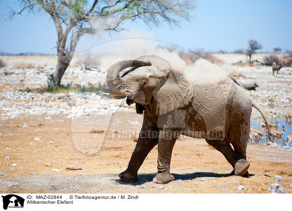 Afrikanischer Elefant / elephant / MAZ-02844