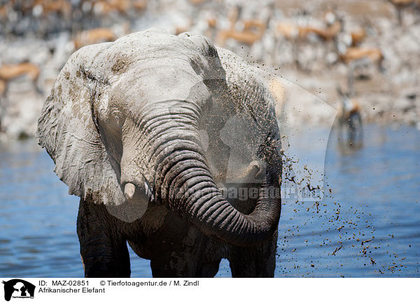Afrikanischer Elefant / MAZ-02851
