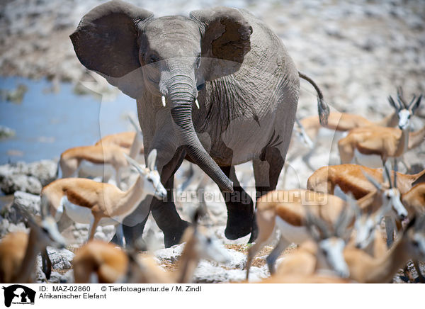 Afrikanischer Elefant / elephant / MAZ-02860