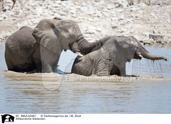 Afrikanische Elefanten / elephants / MAZ-02861
