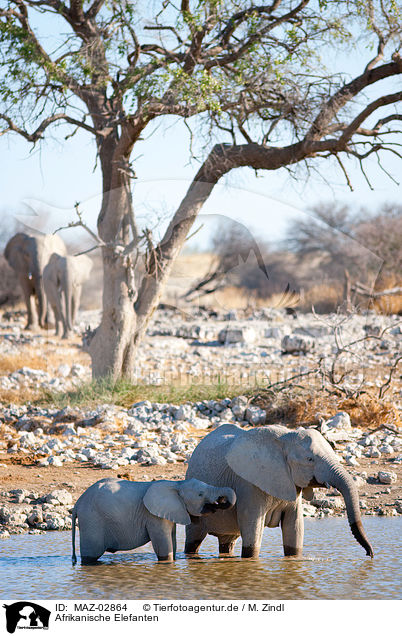 Afrikanische Elefanten / MAZ-02864