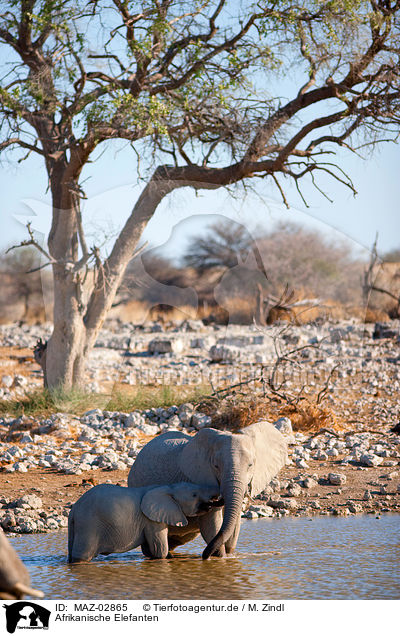 Afrikanische Elefanten / elephants / MAZ-02865
