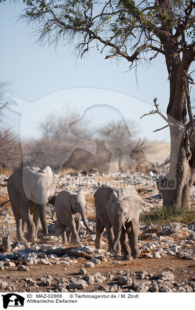 Afrikanische Elefanten / MAZ-02866