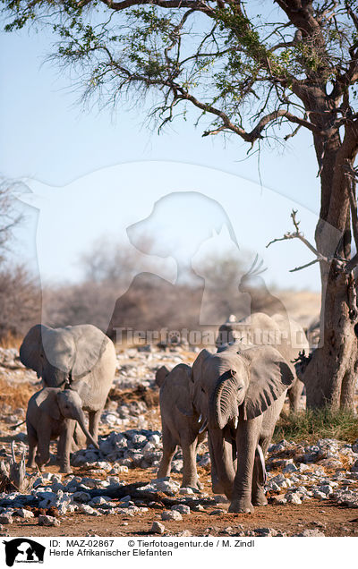 Herde Afrikanischer Elefanten / MAZ-02867