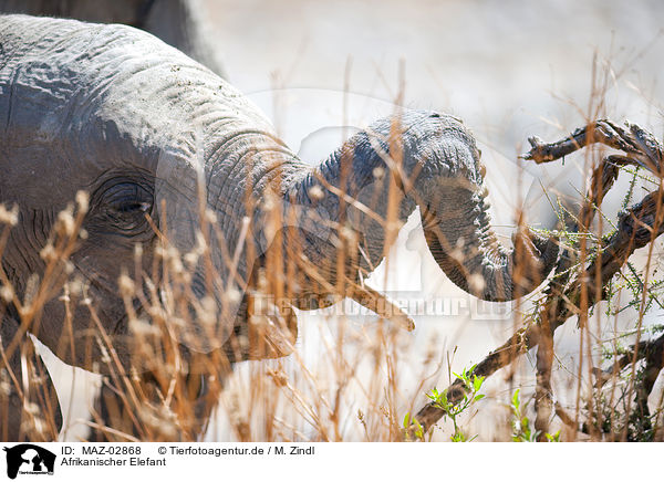 Afrikanischer Elefant / MAZ-02868