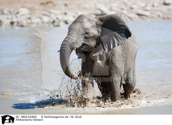 Afrikanischer Elefant / elephant / MAZ-02869