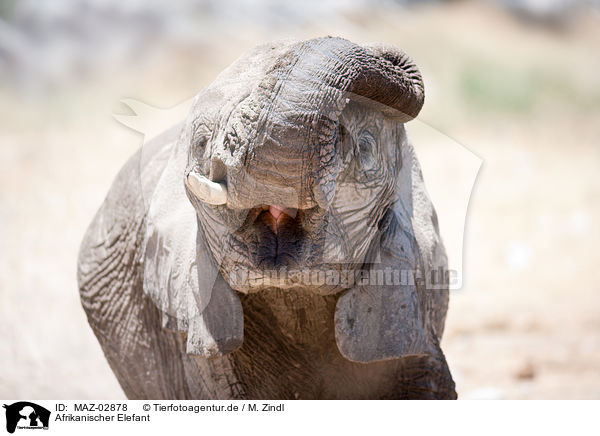 Afrikanischer Elefant / MAZ-02878