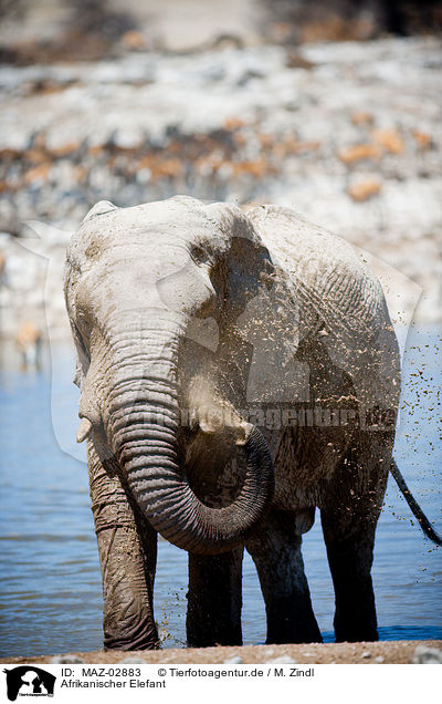 Afrikanischer Elefant / elephant / MAZ-02883