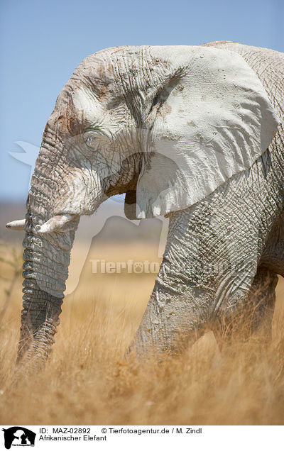 Afrikanischer Elefant / MAZ-02892