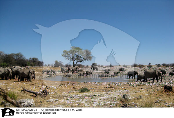 Herde Afrikanischer Elefanten / herd of elephants / MAZ-02893